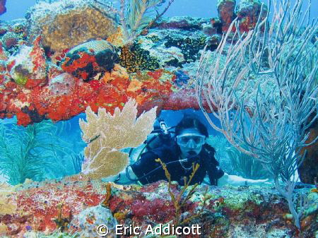 Looking through the wreckage of the Friars Craig off Barb... by Eric Addicott 