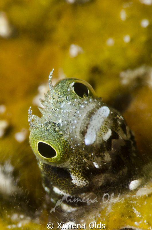 Secretary Blenny 1/250 f/25 by Ximena Olds 