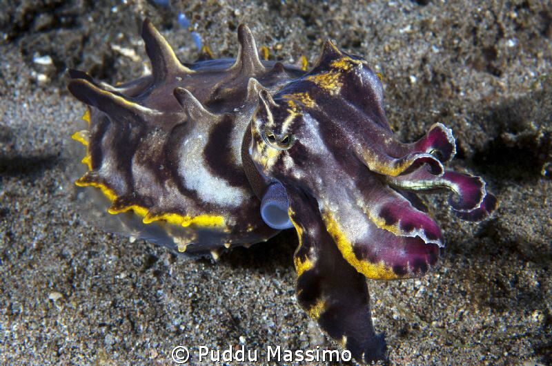 flamboyant squid nikon d200 60mm micro by Puddu Massimo 