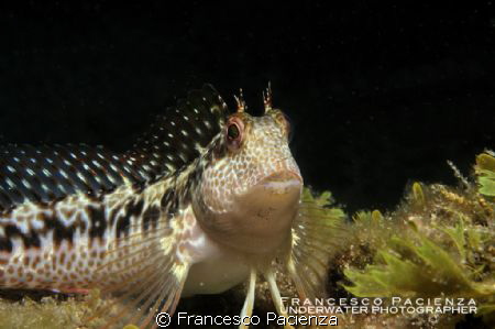 Blenny. by Francesco Pacienza 