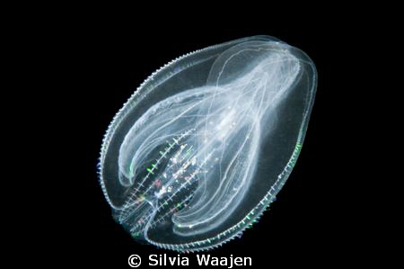 Mnemiopsis leidyi, an introduced species 
from the east.... by Silvia Waajen 