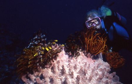 Night diving in the Bismark Sea off New Britain - Papua N... by Jerry Hamberg 
