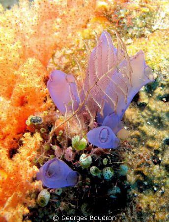 sea nettles and squirts by Georges Boudron 