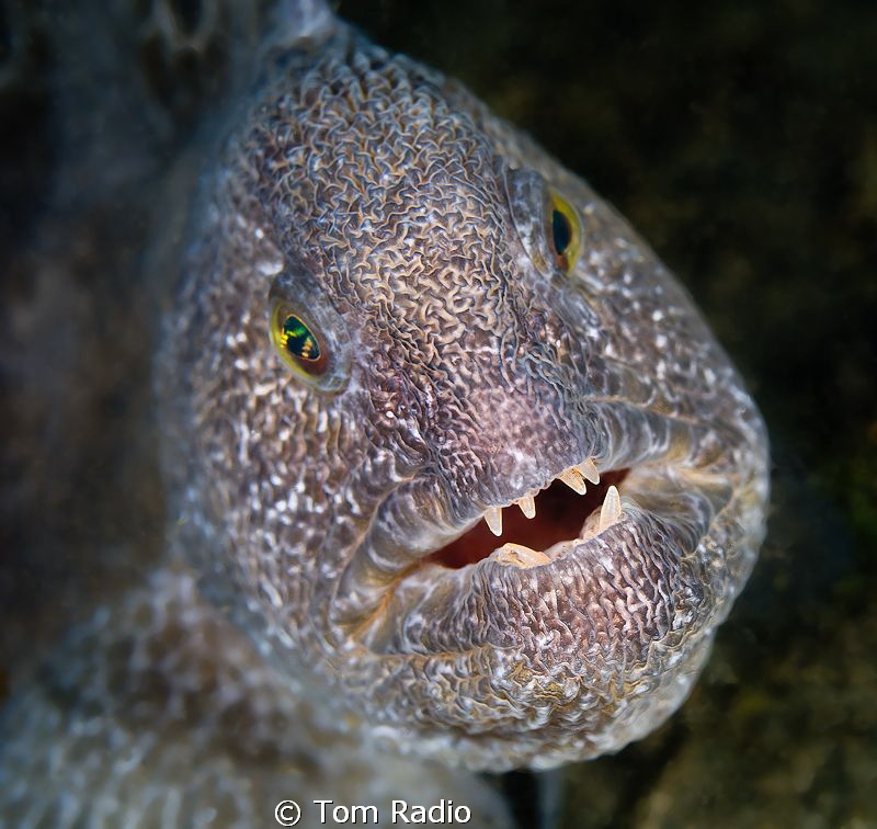 Wolf Eel
 by Tom Radio 