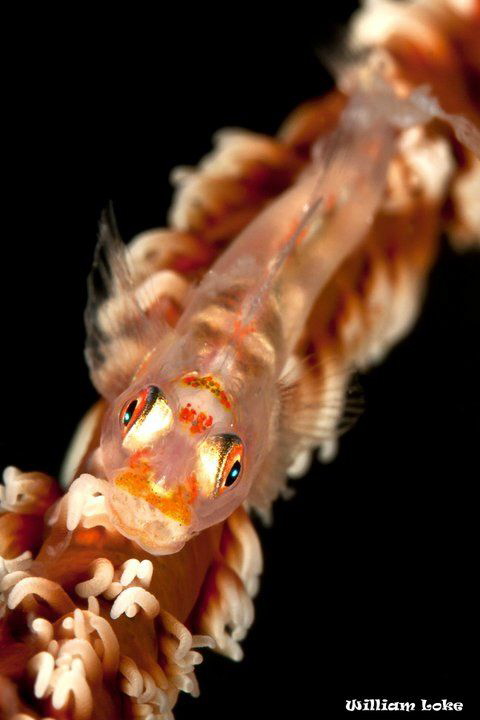 Goby:) by William Loke 