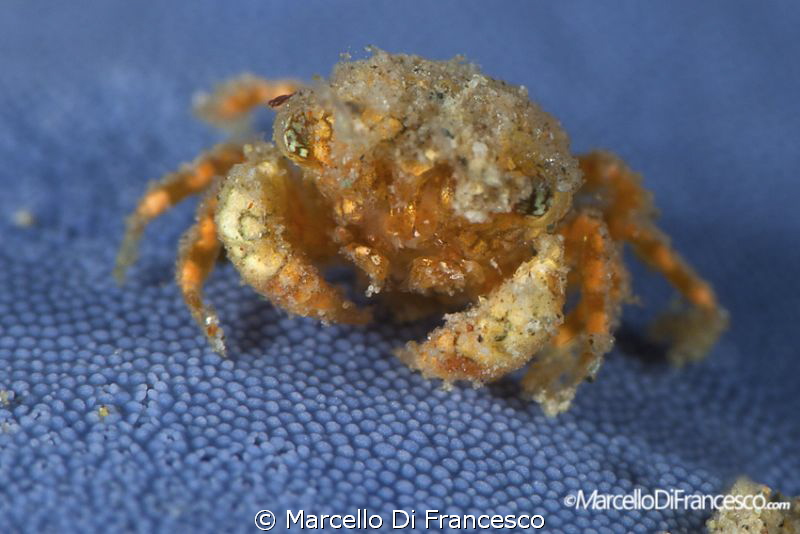 MINICRAB
 Ambon, Indonesia
 Canon 500D + Nimar housing
... by Marcello Di Francesco 
