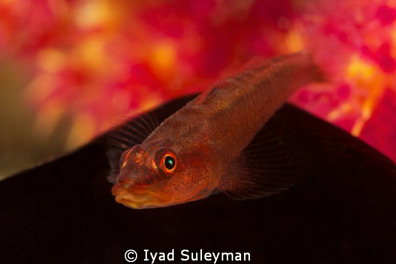 Goby
Canon 60D by Iyad Suleyman 