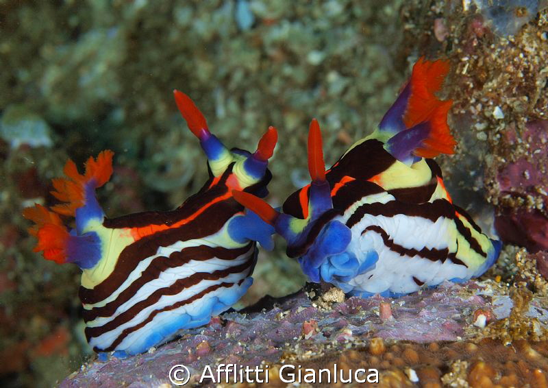 nembrotha purpureolineolata. by Afflitti Gianluca 