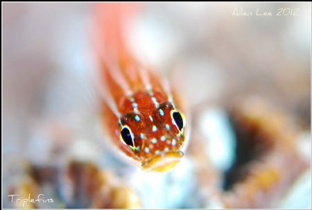 Triplefin.NikonD80,105mmVR. by Allen Lee 