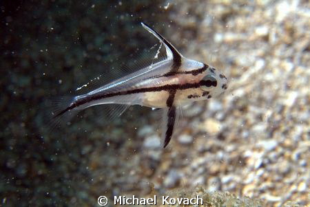 Juvenile Highhat on the Ledge of Turtles off the beach in... by Michael Kovach 