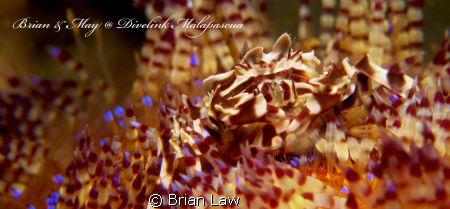 Took this beauty on the first dive at Malapascua. Hope I ... by Brian Law 