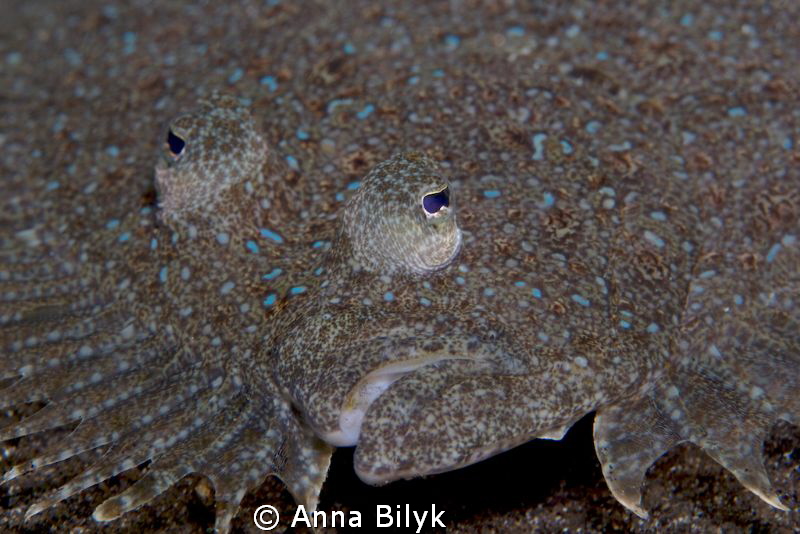 Leopard flounder by Anna Bilyk 