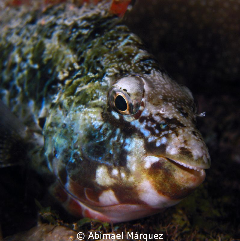 A sweet smile, night dive, Bonaire. by Abimael Márquez 