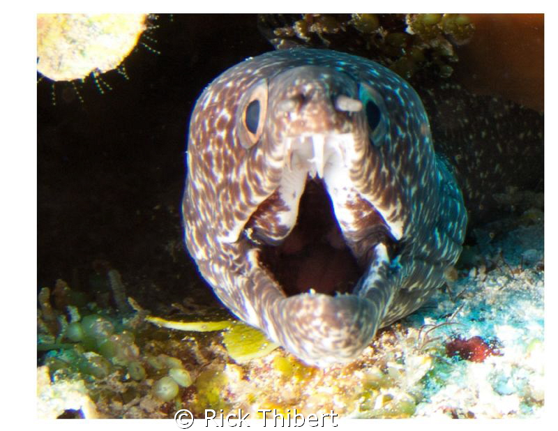spotted Eel by Rick Thibert 