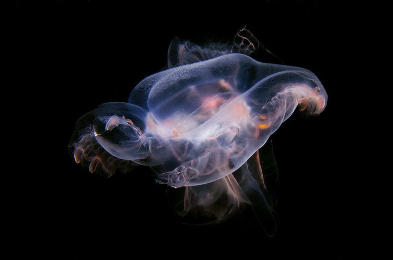Species from the family of hydromedusae by Roland Bach 