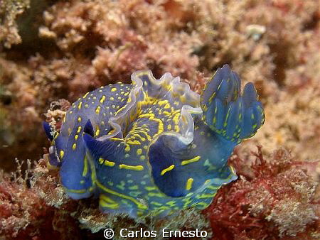 NUDI by Carlos Ernesto 