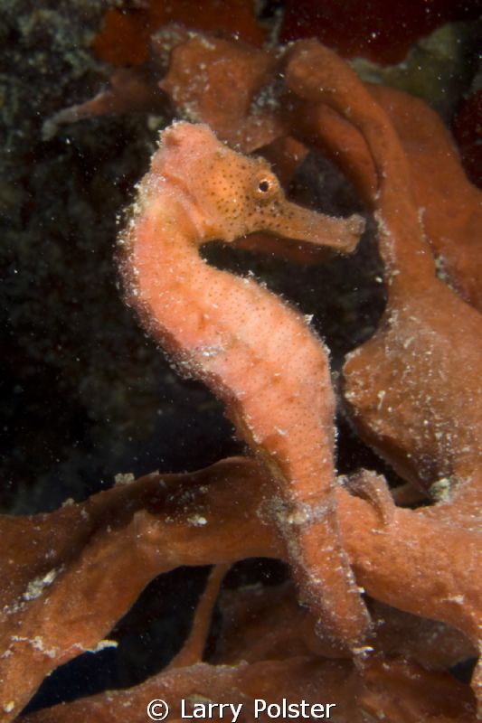 A new little freckle face seahorse under the Frederiksted... by Larry Polster 