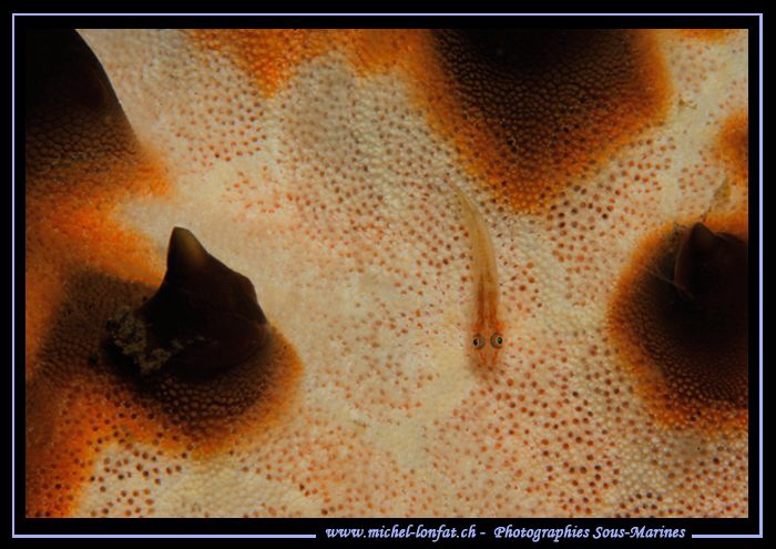 Little Goby... in the waters of Lembeh Strait... by Michel Lonfat 