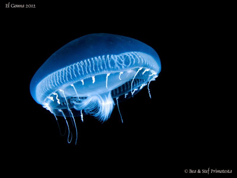 Jellyfish. by Stéphane Primatesta 