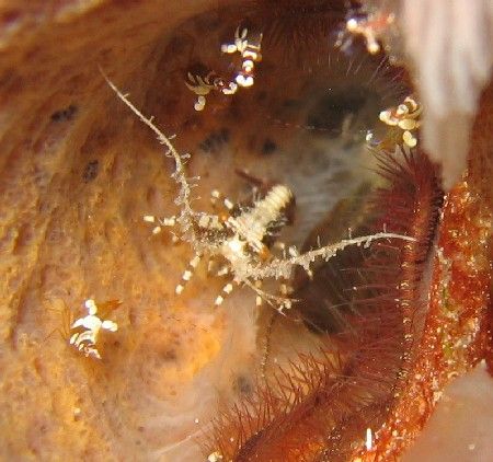 I'm pretty sure these are baby lobsters...Found them in a... by Eric Beckley 