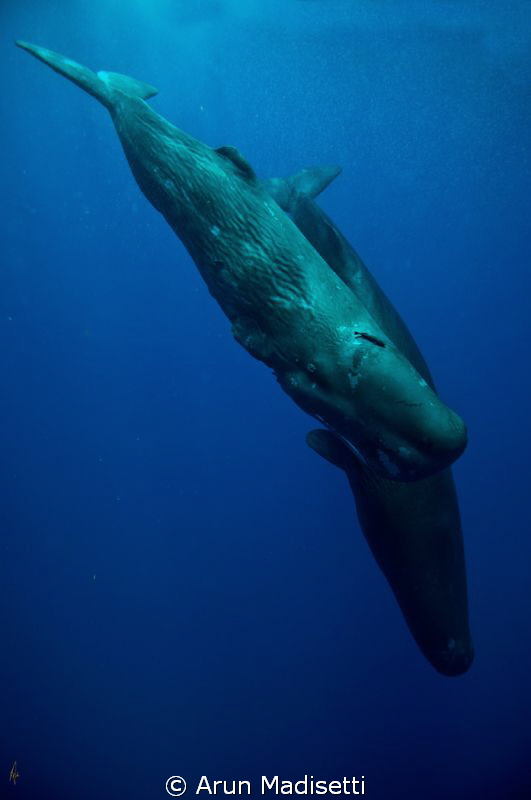 "Going down",  pair of Sperm whale on thier way to the in... by Arun Madisetti 