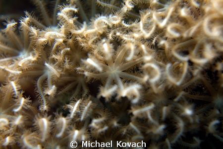 Octocorallia taken on the Ledge of Turtles off the beach ... by Michael Kovach 
