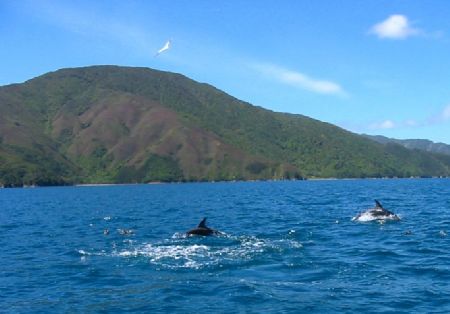 A pair of Hector dolphins taken at New Zealand, Marlborou... by Dennis Siau 