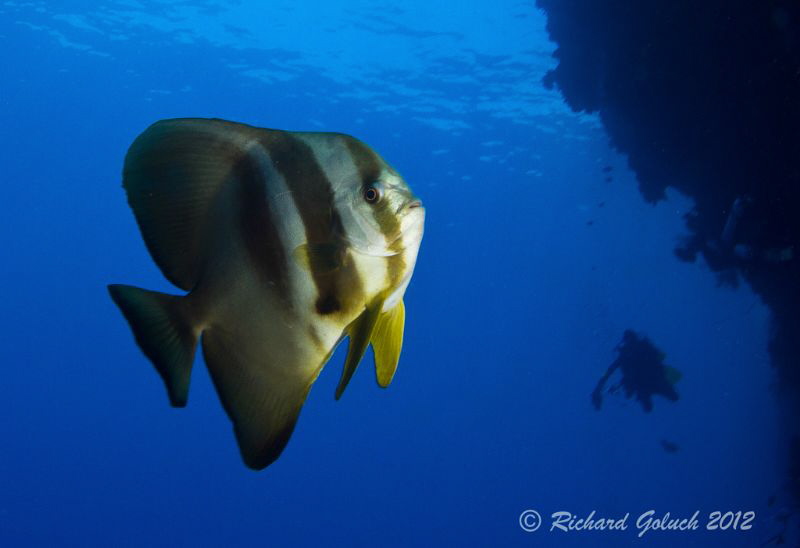 Diving the wall at Elmo's Reef-Weda Bay- Halmahera Island... by Richard Goluch 