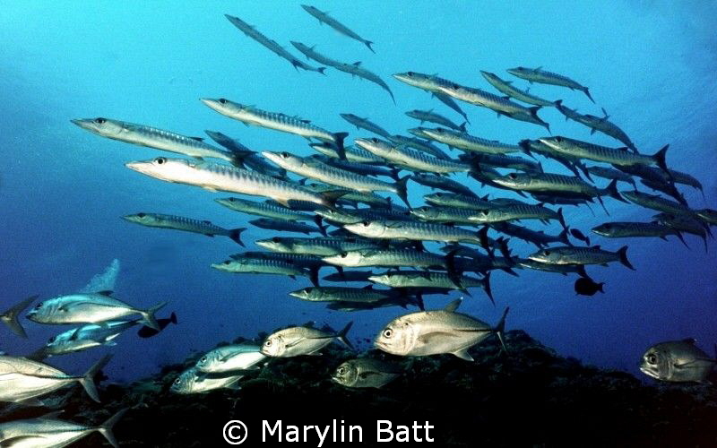 Baracuda and Jacks taken when diving the Bilikiki off Mar... by Marylin Batt 