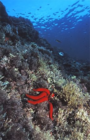 Red Starfish, Reqqa Point, Gozo. Eos 5 with 24mm + single... by James Garland 