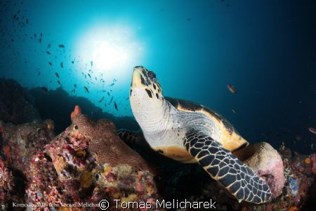 sea ​​turtle and the sun by Tomas Melicharek 