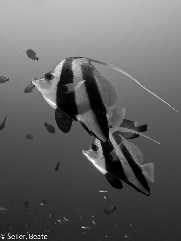 B/W impression by Beate Seiler 