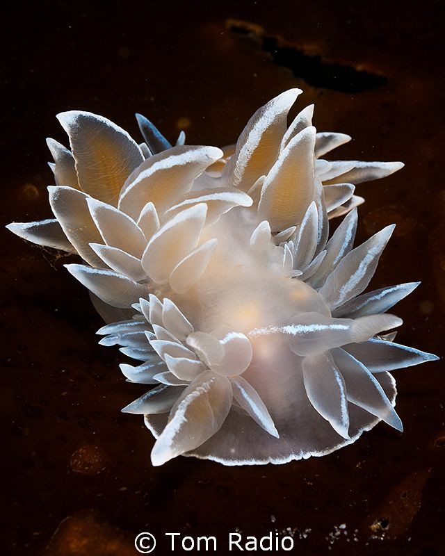 Dirona albolineata
Puget Sound, WA, U.S.A. by Tom Radio 