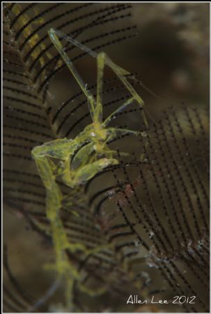 Ghost Shrimp.Nikon D80,105mmVR,Ken-Ting,Taiwan. by Allen Lee 