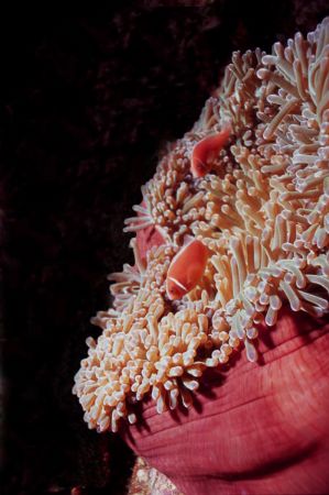 Skunk clowns were quite prevalent on the reefs off the Fa... by Jerry Hamberg 