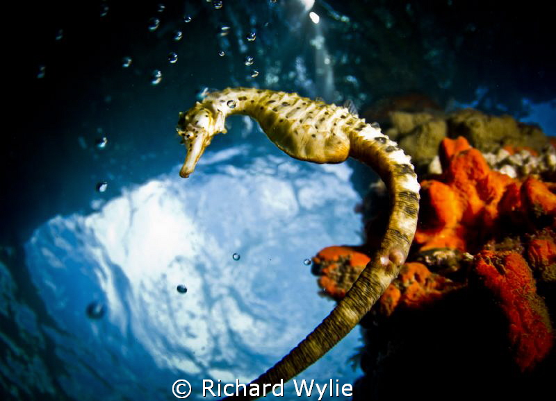 "What a long tail you have". Pot Bellied Seahorse! by Richard Wylie 