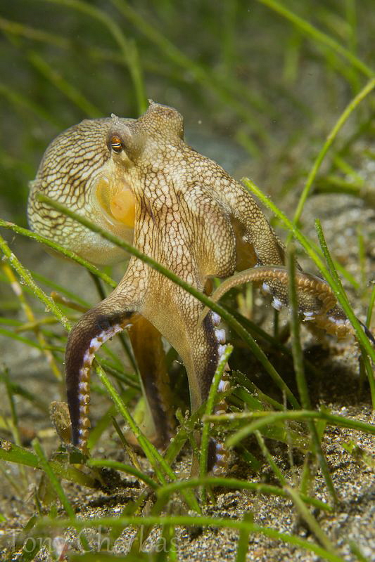 Octo-Walk by Tony Cherbas 