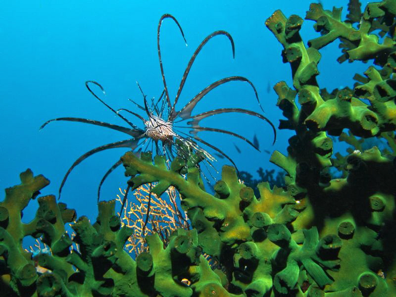 Tiny lionfish by Alex Varani 