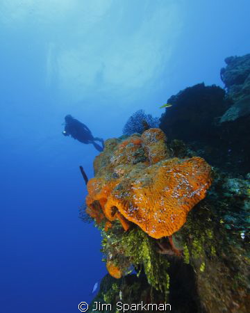 Wide angle photo of diver over the Orange Canyon Reef in ... by Jim Sparkman 