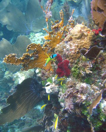 the coral
florida,Elio key by Ernesto Castillo 