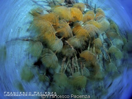 Tubeworms vortex by Francesco Pacienza 