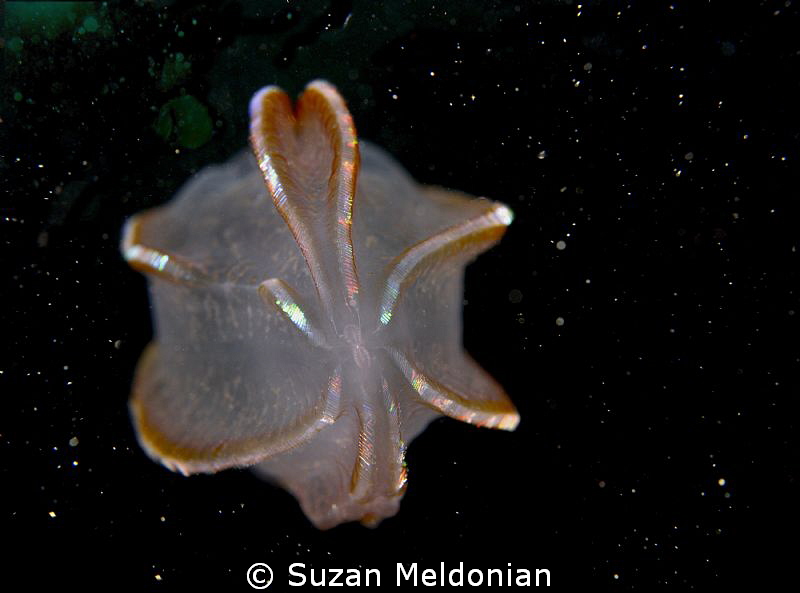 Pear of the sea. If you look close, the kiss almost looks... by Suzan Meldonian 