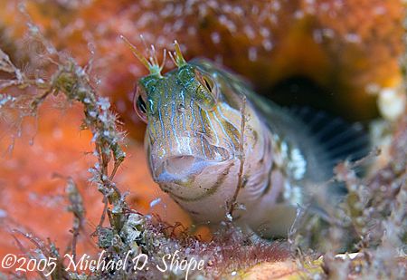I think these little Blennies have as much personality as... by Michael Shope 