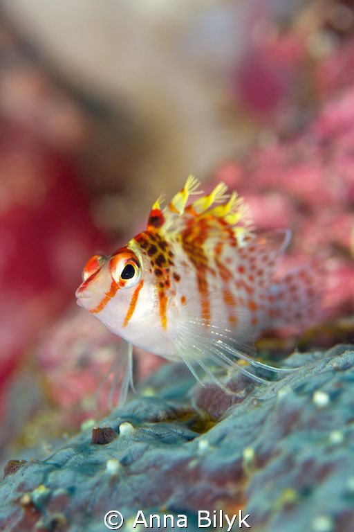 Coral Hawkfish
 by Anna Bilyk 