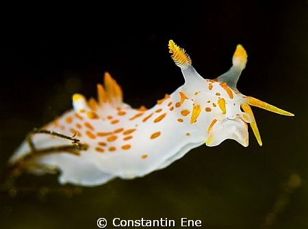 Polycera quadrilineata, 03.03.2012 by Constantin Ene 