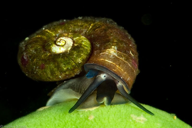 Megalovalvata baicalensis (Baikal lake) by Mathieu Foulquié 
