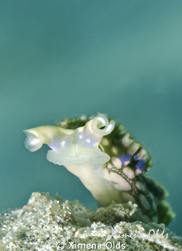 Experimenting with shutter speeds by Ximena Olds 