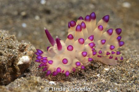 I think this beautiful Nudi is a Janolus sp - absolutely ... by Linda Cappello 