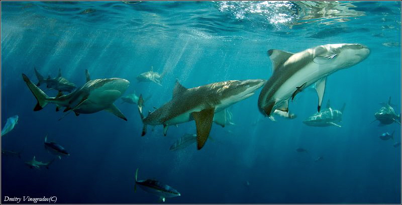 Shark Dance by Dmitry Vinogradov 