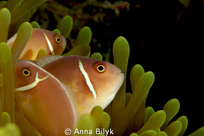 United family of anemonefishes by Anna Bilyk 
